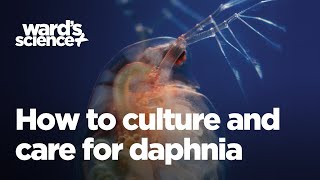 Caring and Culturing for Daphnia [upl. by Fesoj387]