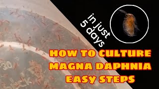 How to Culture Magna Daphnia Easily [upl. by Evelin681]