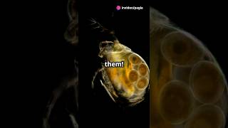 How to culture Daphnia for your Aquarium [upl. by Alahsal]