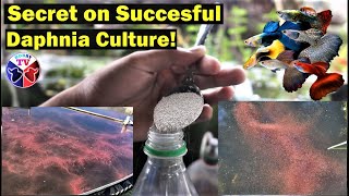 How to Culture Daphnia Successfully [upl. by Affra]