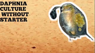 HOW TO CULTURE DAPHNIA NATURALLY WITHOUT A STARTER [upl. by Nassi]