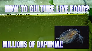 How to Culture Daphnia Secret Method to Breed MILLIONS  Simply Aquatic [upl. by Gunas]