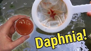 How I Culture Daphnia In Outdoor Tubs [upl. by Aniala741]