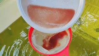 How to culture daphnia  Daphnia culture  How to grow daphnia outdoor [upl. by Handel]