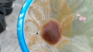 How to culture daphnia moina in a small container Part 1 English Subtitle [upl. by Yelsehc742]