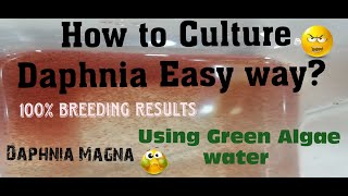 Daphnia MagnaHow to Culture Daphnia Easy wayCulturing Daphnia using Green water Daphnia [upl. by Phylis264]