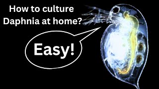 BEST Live Fish Food Beginner guide How to Culture Daphnia at home [upl. by Anitsuga]