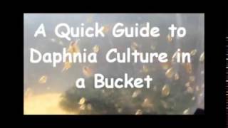 How to culture daphnia outside [upl. by Azelea822]