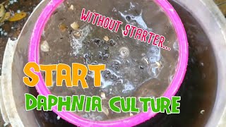 How to culture daphnia moina the easy way 1  Starting the Daphnia culture [upl. by Skees]