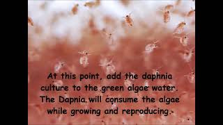 Daphnia  How to grow daphnia in your home [upl. by Esirrehc]