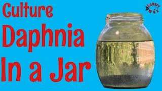 How to Culture Daphnia in a Jar [upl. by Moselle138]