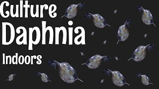 How to Culture Daphnia [upl. by Enrica187]