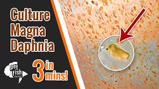 How to culture DAPHNIA MAGNA  The easy way [upl. by Millman]