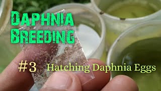 Daphnia Culture made simple and easy 3  Hatching Daphnia eggs [upl. by Shiau]