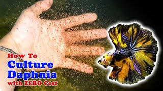 How to Culture Daphnia with ZERO Cost  Unlimited Live Food For Our Fish [upl. by Lekim]