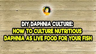 DIY Daphnia Culture How to Culture Nutritious Daphnia as Live Food for Your Fish [upl. by Jac]