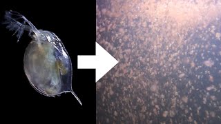 How I Culture Daphnia [upl. by Charlena315]