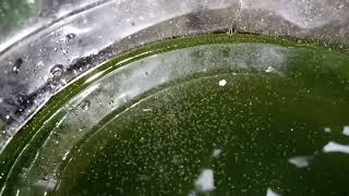 DAPHNIA MOINA CULTURE IN A SMALL BUCKET [upl. by Beattie]