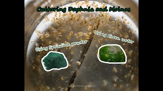 How To Culture Daphnia and Moinas using Green Water Spirulina powder [upl. by Aihseyk]