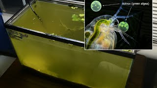 Raising Daphnia for the Freshwater Aquarium [upl. by Belden]