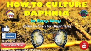 HOW TO CULTURE DAPHNIA In Easy Way [upl. by Reese692]